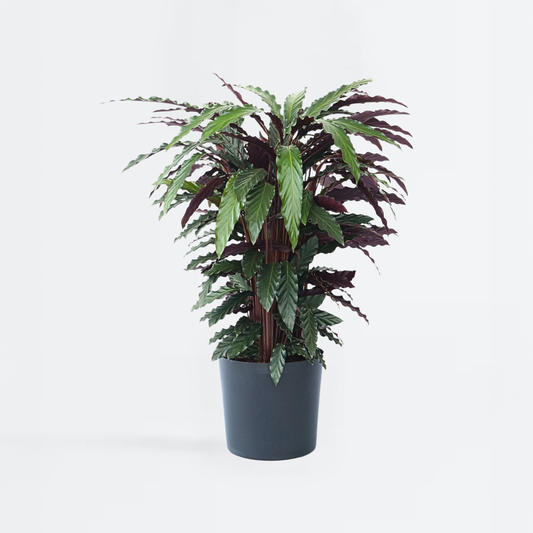 Calathea Påfågelväxt - Kalatea - Calathea 'Wavestar' - Höjd 90Cm - ⌀27Cm
