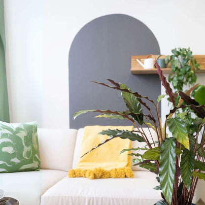 Calathea Påfågelväxt - Kalatea - Calathea 'Wavestar' - Höjd 90Cm - ⌀27Cm