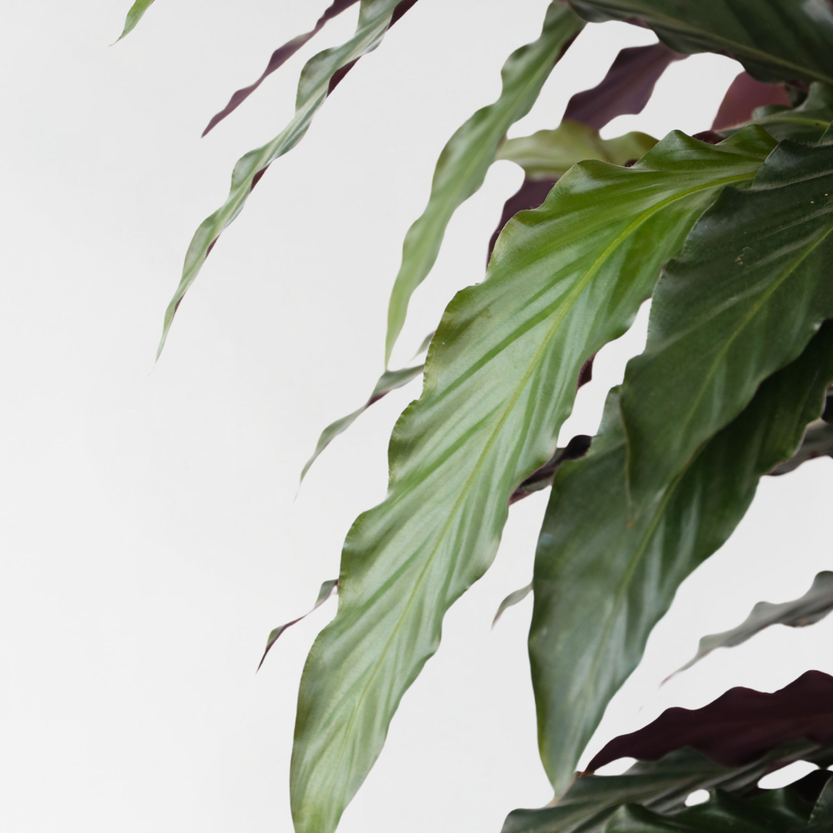 Calathea Påfågelväxt - Kalatea - Calathea 'Wavestar' - Höjd 90Cm - ⌀27Cm