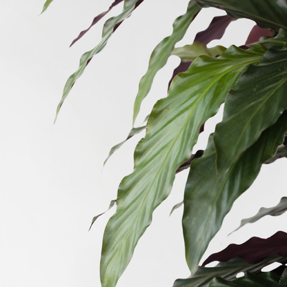 Calathea Påfågelväxt - Kalatea - Calathea 'Wavestar' - Höjd 90Cm - ⌀27Cm