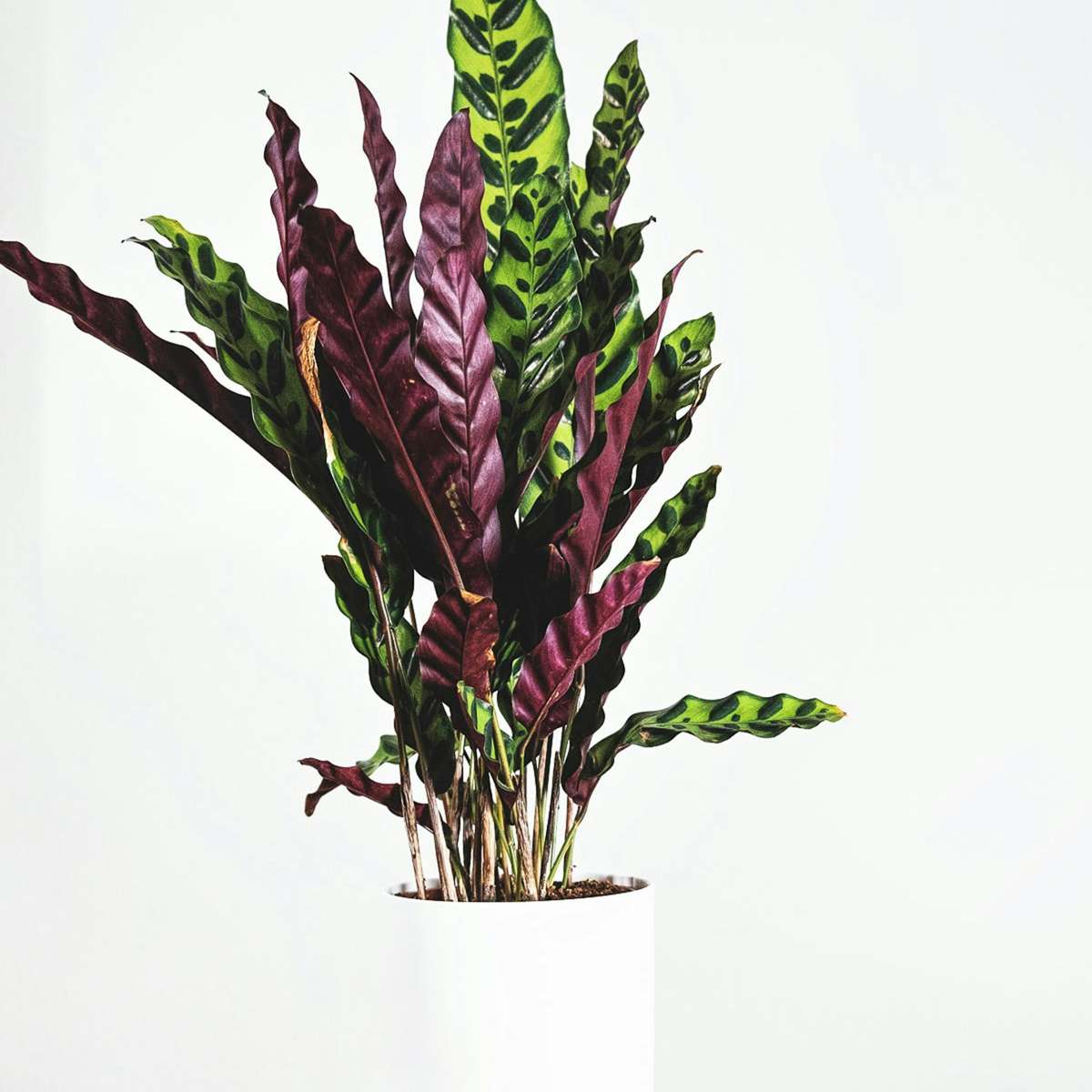 Calathea Påfågelväxt - Kalatea - Calathea 'Wavestar' - Höjd 90Cm - ⌀27Cm