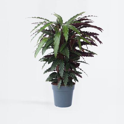Calathea Påfågelväxt - Kalatea - Calathea 'Wavestar' - Höjd 90Cm - ⌀27Cm
