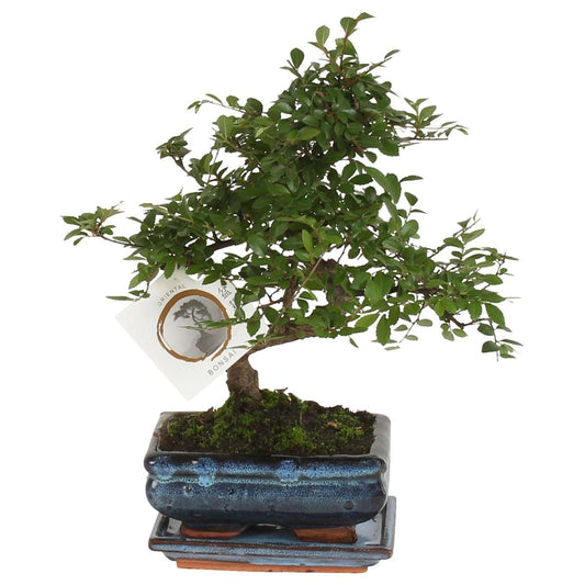 Florastore Bonsaiträd S-Formad - Zelkova Serrata - Höjd 20-25Cm - ⌀15Cm