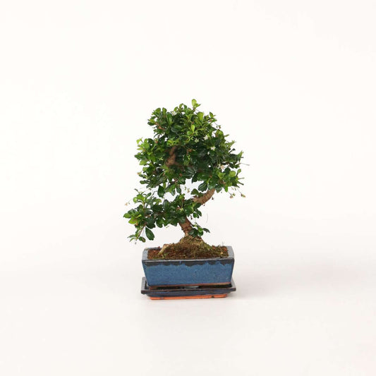 Florastore Fukienträd - Carmona Microphylla - Höjd 25-30Cm - ⌀20Cm