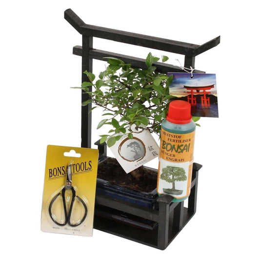 Florastore Bonsaiträd - Bonsai - Höjd 25-35Cm - ⌀15Cm
