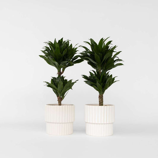 Florastore Banddracena - Set Om 2 - Dracaena Surculosa - Höjd 50-65Cm - ⌀17Cm