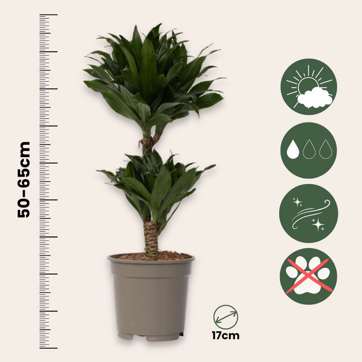 Out Of Category Houseplants Banddracena - Set Om 2 - Dracaena Surculosa - Höjd 50-65Cm - ⌀17Cm