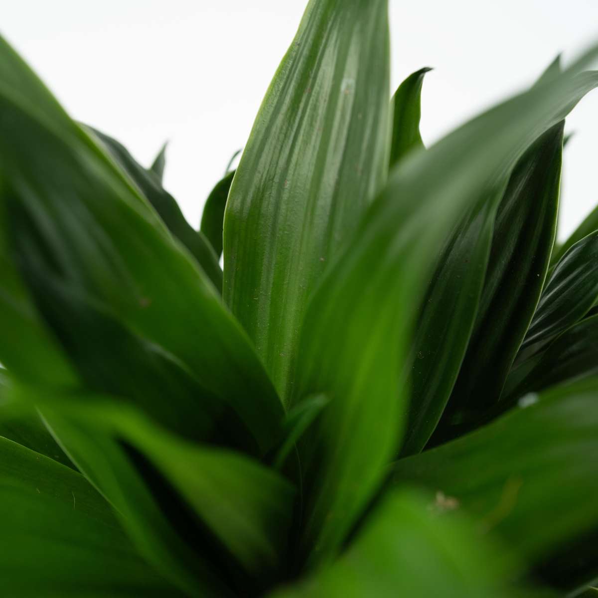 Out Of Category Houseplants Banddracena - Set Om 2 - Dracaena Surculosa - Höjd 50-65Cm - ⌀17Cm