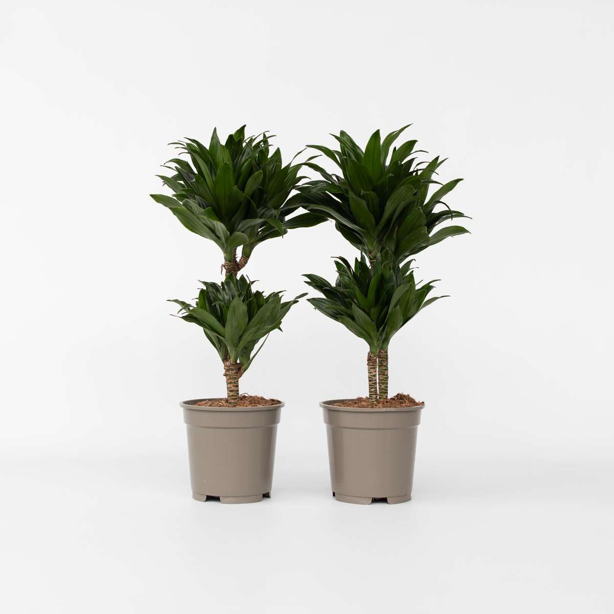 Out Of Category Houseplants Banddracena - Set Om 2 - Dracaena Surculosa - Höjd 50-65Cm - ⌀17Cm