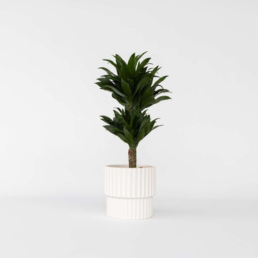 Dracaena Banddracena - Dracaena Surculosa - Höjd 50-65Cm - ⌀17Cm