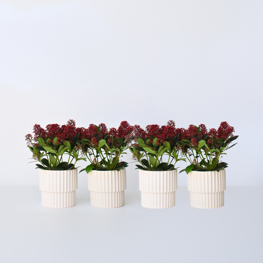 Florastore Vinterbär - Set Om 4 - Skimmia Japonica 'Rubella' - Höjd 35-45Cm - ⌀15Cm