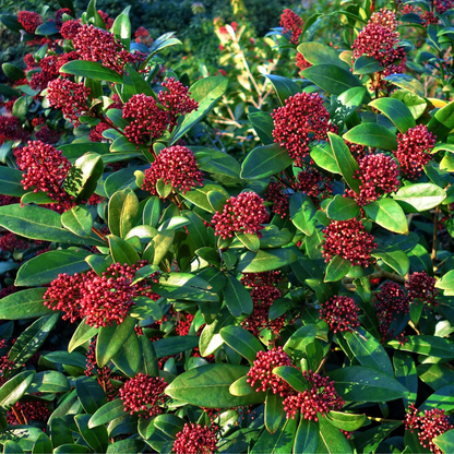 Other Shrubs Vinterbär - Set Om 4 - Skimmia Japonica 'Rubella' - Höjd 35-45Cm - ⌀15Cm