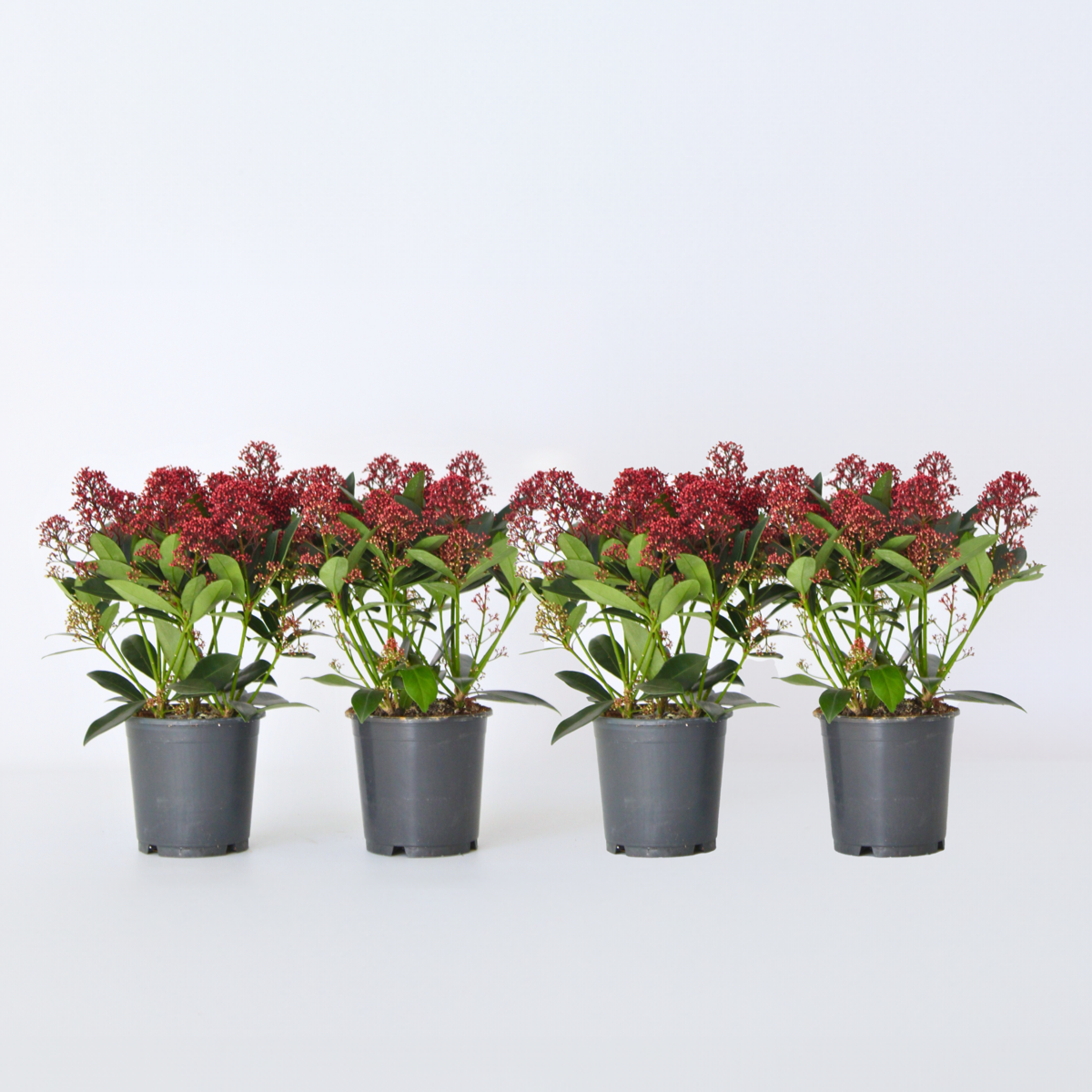 Other Shrubs Vinterbär - Set Om 4 - Skimmia Japonica 'Rubella' - Höjd 35-45Cm - ⌀15Cm