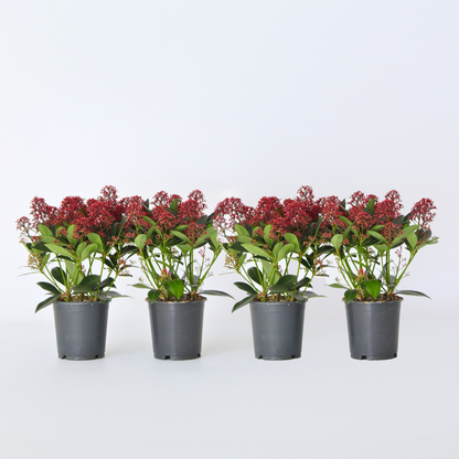 Other Shrubs Vinterbär - Set Om 4 - Skimmia Japonica 'Rubella' - Höjd 35-45Cm - ⌀15Cm