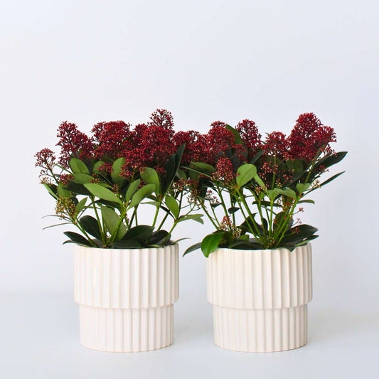 Florastore Vinterbär - Set Om 2 - Skimmia Japonica 'Rubella' - Höjd 35-45Cm - ⌀15Cm