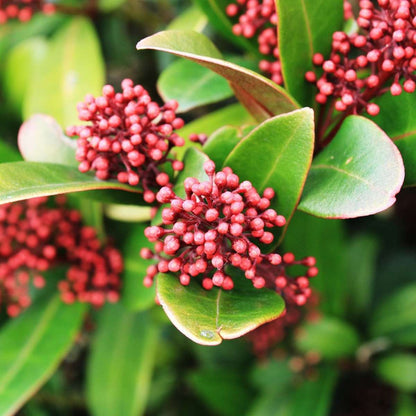 Other Shrubs Vinterbär - Set Om 2 - Skimmia Japonica 'Rubella' - Höjd 35-45Cm - ⌀15Cm