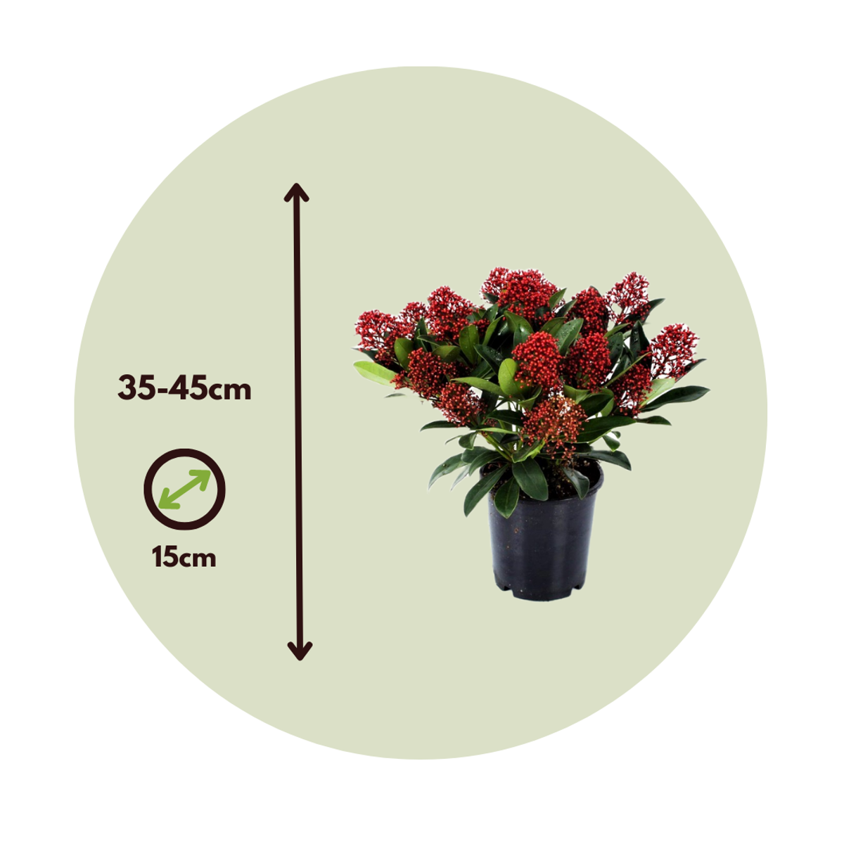 Other Shrubs Vinterbär - Set Om 2 - Skimmia Japonica 'Rubella' - Höjd 35-45Cm - ⌀15Cm