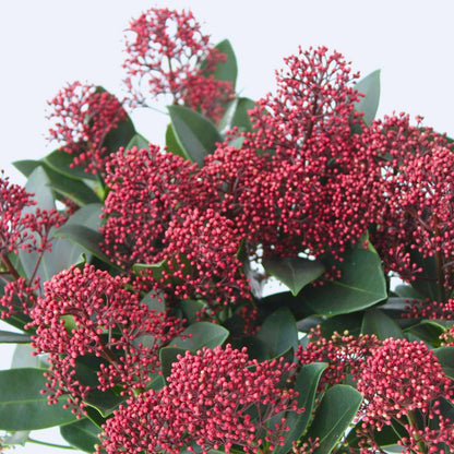Other Shrubs Vinterbär - Set Om 2 - Skimmia Japonica 'Rubella' - Höjd 35-45Cm - ⌀15Cm