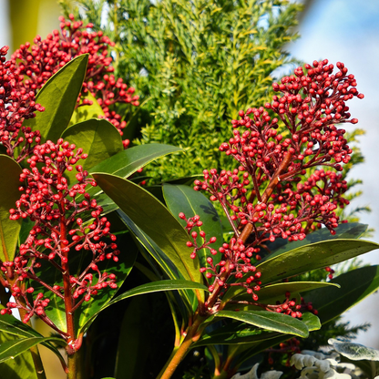 Other Shrubs Vinterbär - Set Om 2 - Skimmia Japonica 'Rubella' - Höjd 35-45Cm - ⌀15Cm