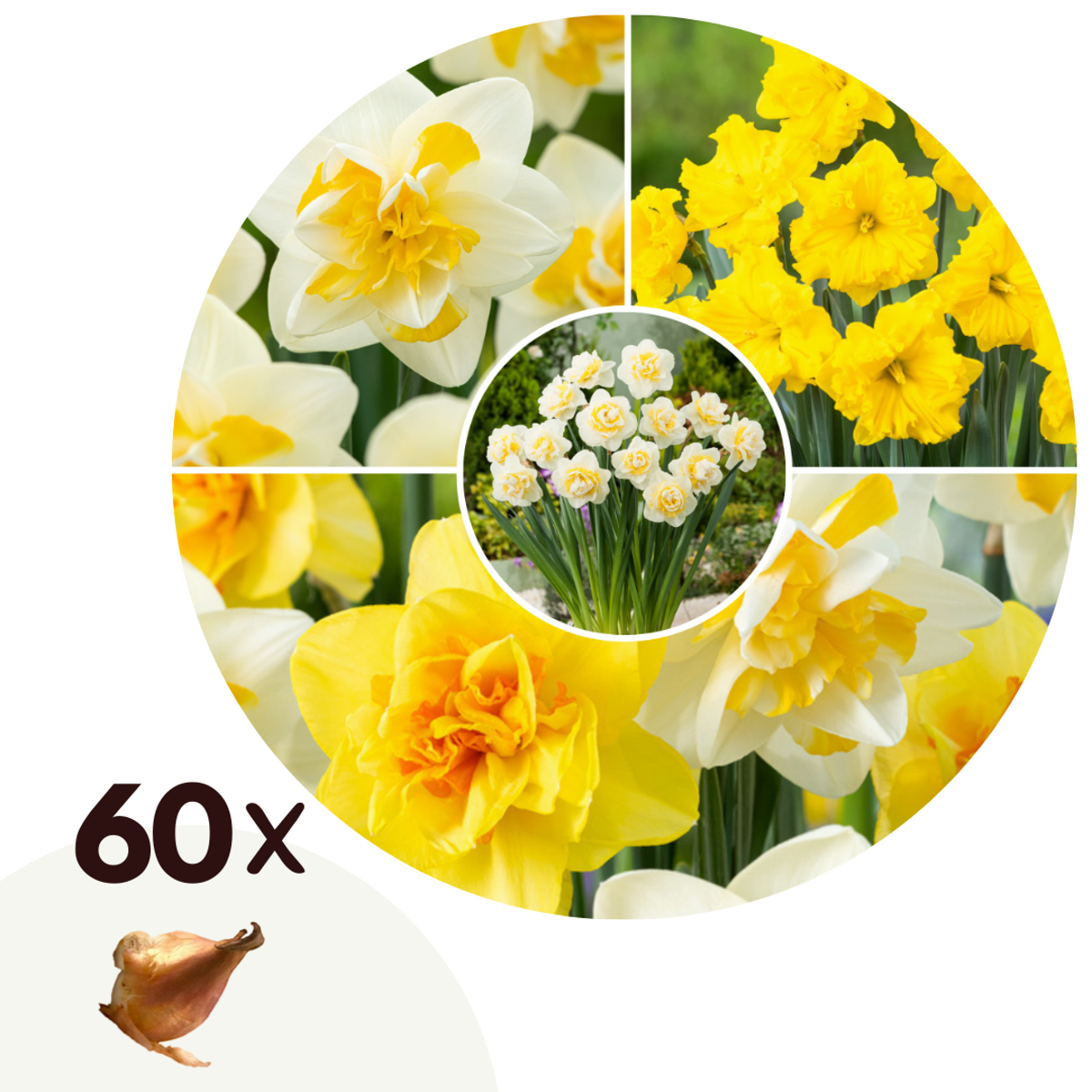 Florastore Påsklilja - Set Om 40 - Narcissus 'Double Mix' - Blomlökar - Flerfärgad