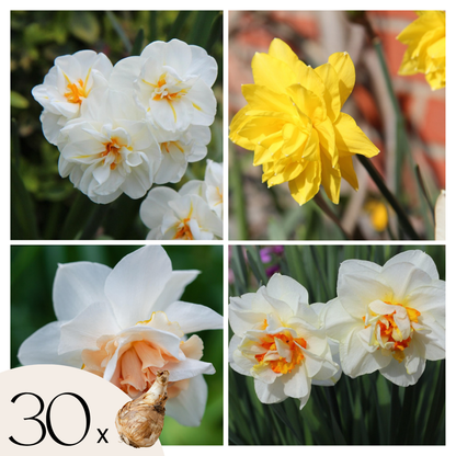 Daffodil Påsklilja - Set Om 30 - Narcissus 'Double Mix' - Blomlökar - Flerfärgad