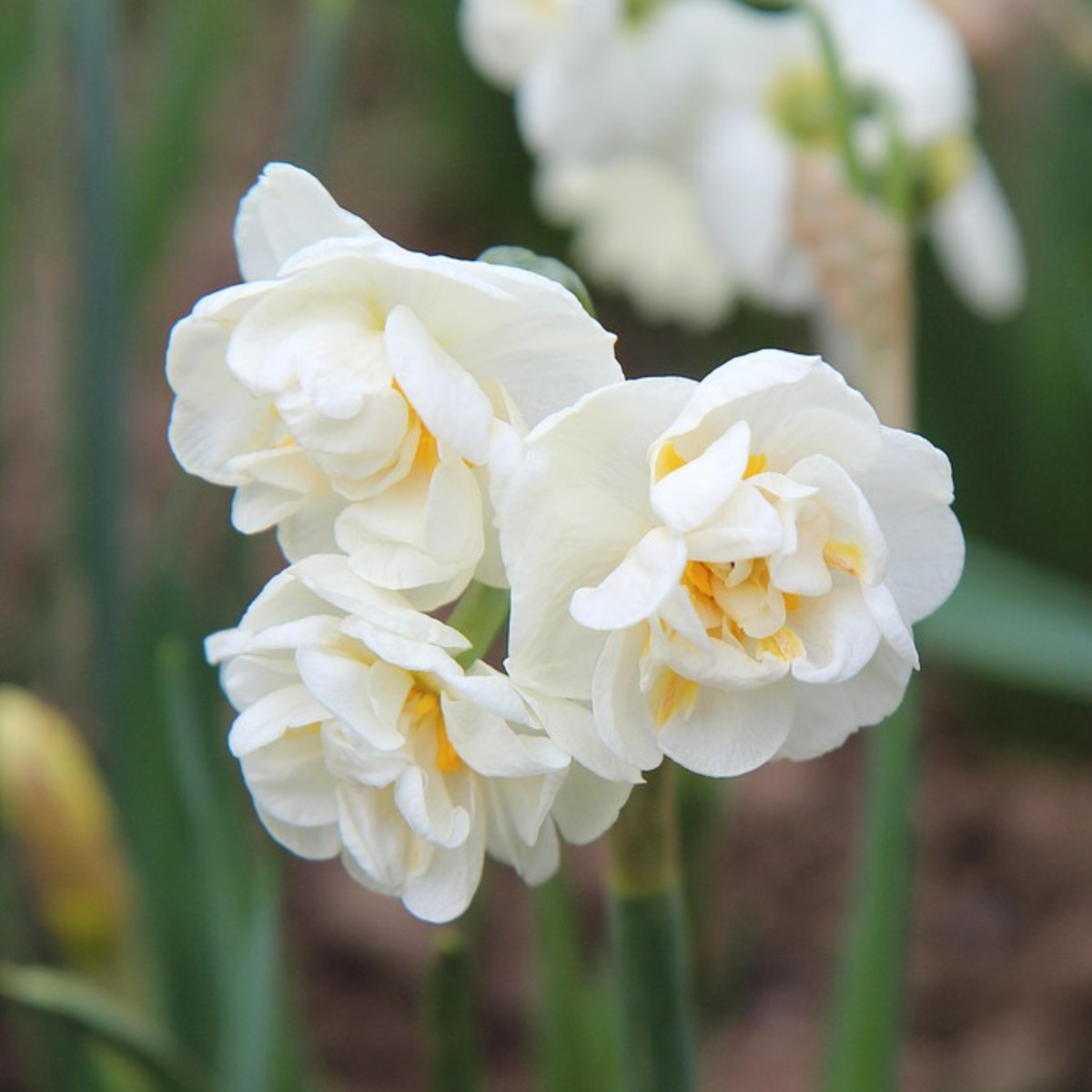 Daffodil Påsklilja - Set Om 30 - Narcissus 'Double Mix' - Blomlökar - Flerfärgad