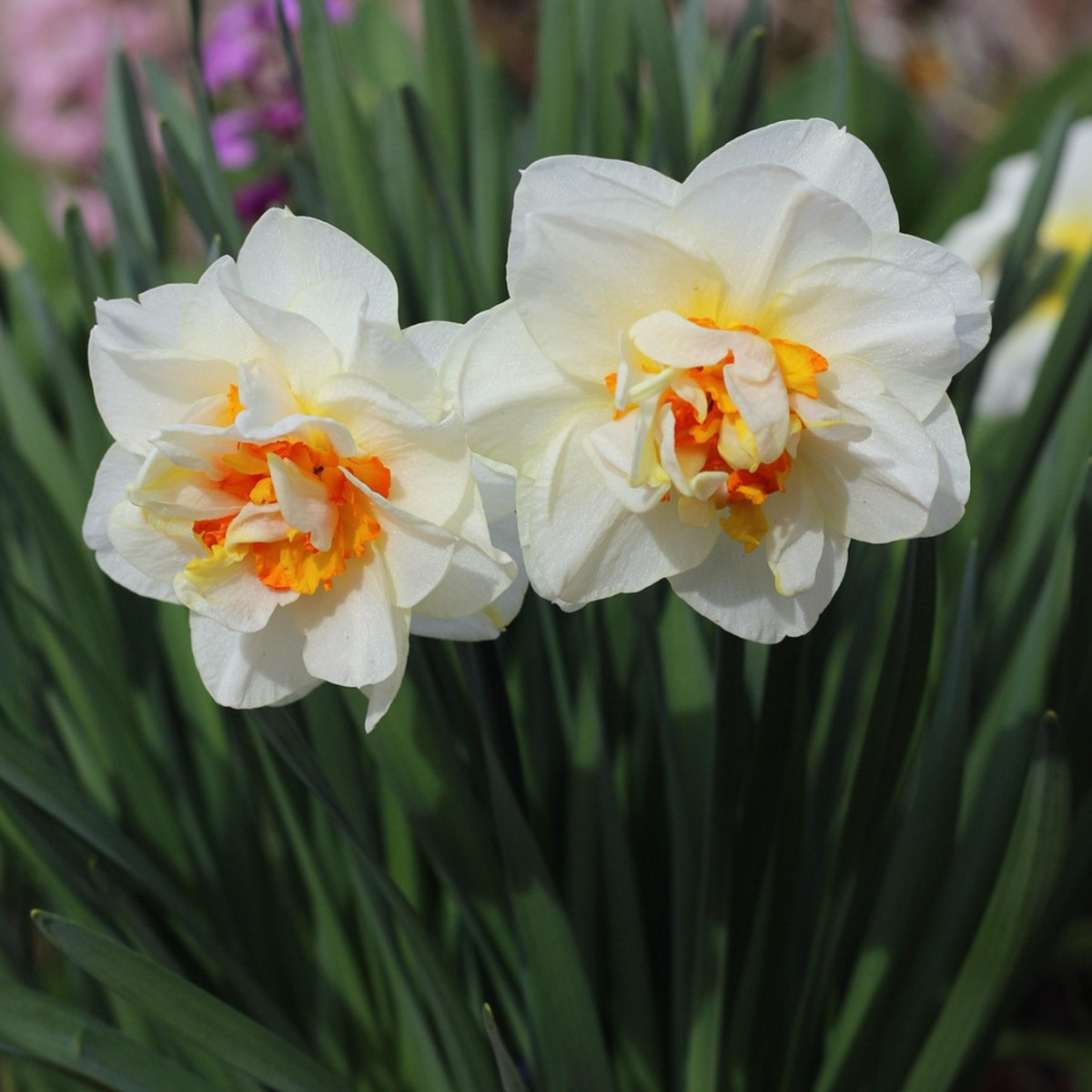 Daffodil Påsklilja - Set Om 30 - Narcissus 'Double Mix' - Blomlökar - Flerfärgad