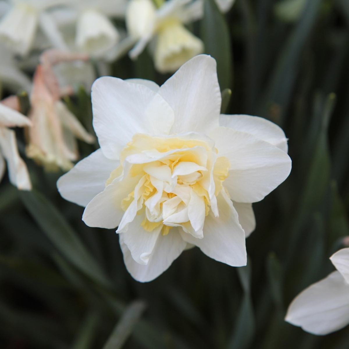 Daffodil Påsklilja - Set Om 30 - Narcissus 'Double Mix' - Blomlökar - Flerfärgad