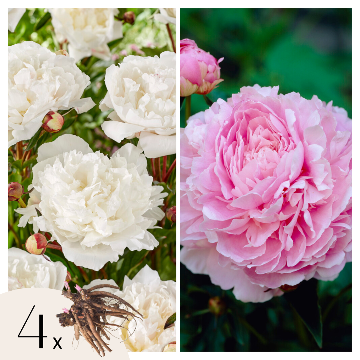 Florastore Pioner - Set Om 4 - Paeonia - Rhizomer - Rosa