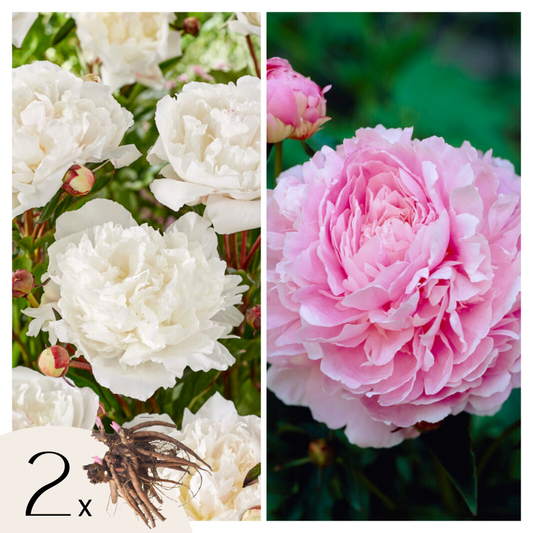 Florastore Pioner - Set Om 2 - Paeonia - Rhizomer - Rosa