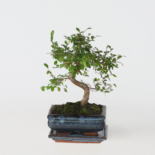Florastore Bonsaiträd S-Formad - Zelkova Serrata - Höjd 20-30Cm - ⌀20Cm