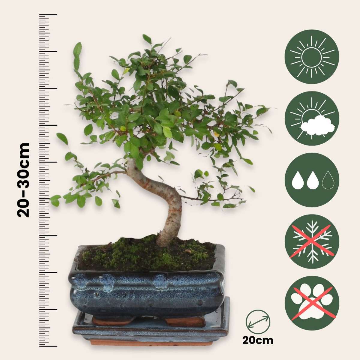Bonsaiträd S-Formad - Zelkova Serrata - Höjd 20-30Cm - ⌀20Cm