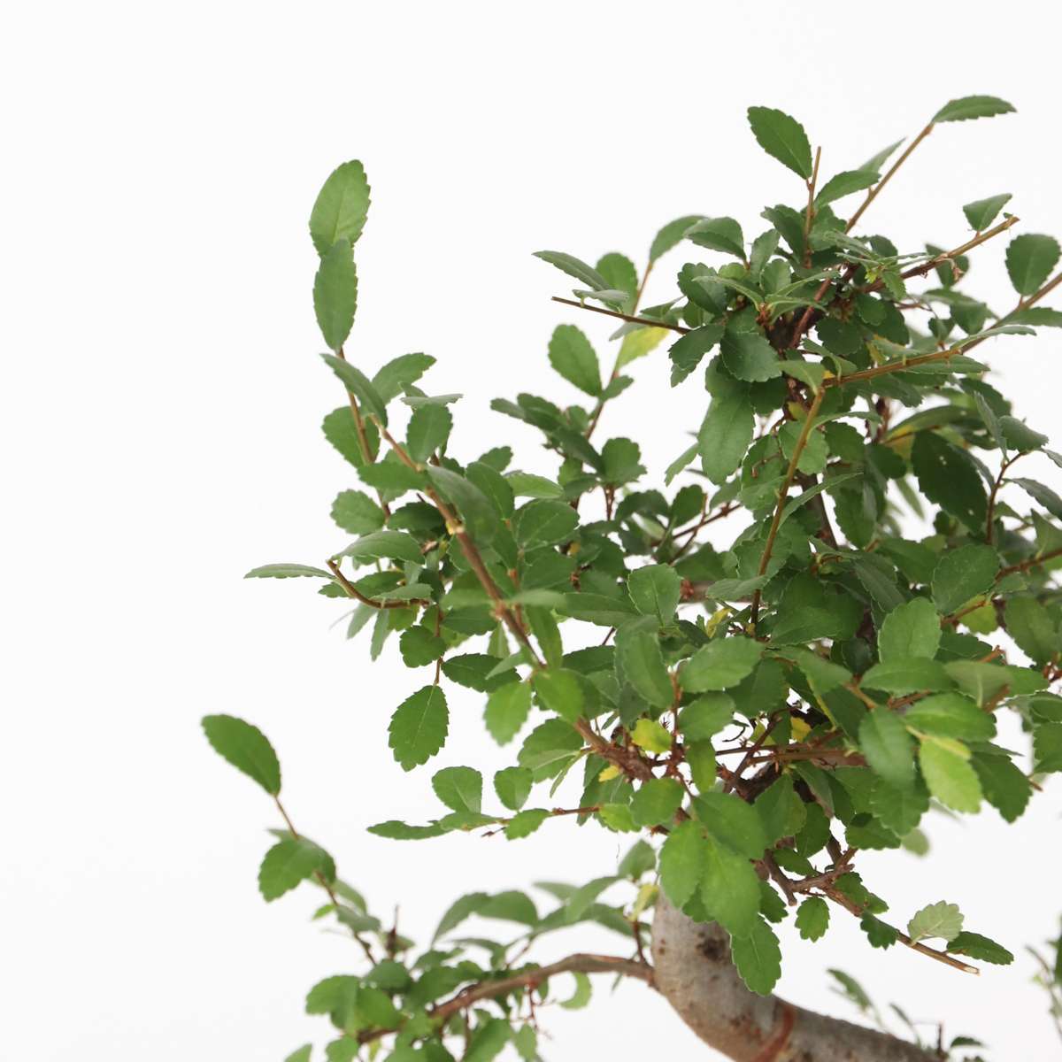 Bonsaiträd S-Formad - Zelkova Serrata - Höjd 20-30Cm - ⌀20Cm