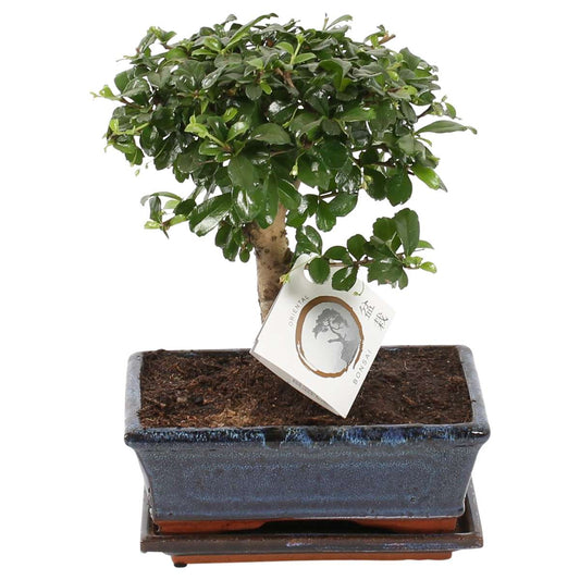 Florastore Fukienträd - Carmona Microphylla - Höjd 30-35Cm - ⌀20Cm
