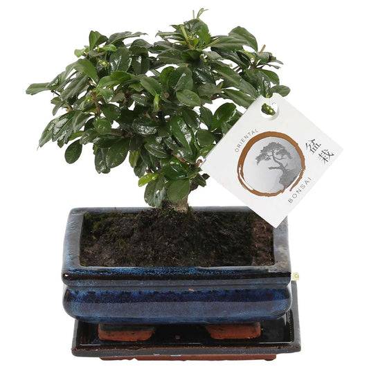 Florastore Fukienträd - Carmona Microphylla - Höjd 25-30Cm - ⌀15Cm