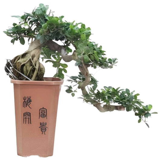 Florastore Bonsaiträd Cascade - Ficus Retusa - Höjd 70Cm - ⌀26Cm