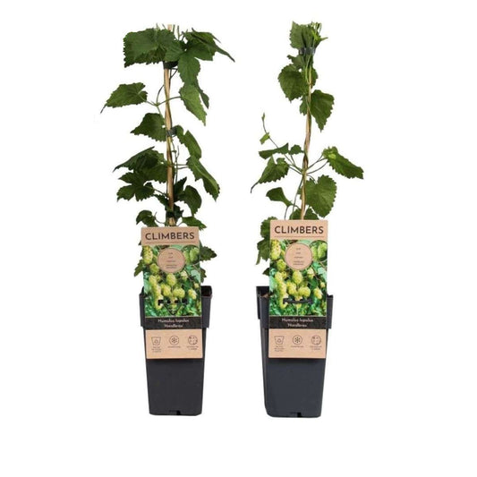 Florastore Humleväxter - Set Om 2 - Humulus Lupulus 'Nordbrau' - Höjd 50-60Cm - ⌀15Cm