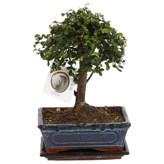 Florastore Bonsaiträd - Zelkova Serrata - Höjd 25-35Cm - ⌀20Cm