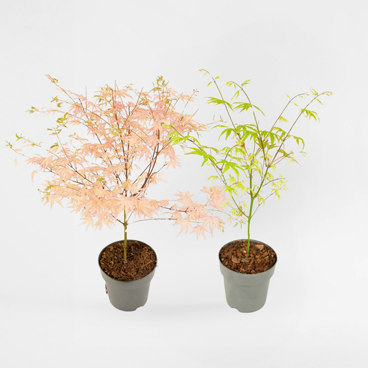 Florastore Japansk Lönn - Set Om 2 - Acer 'Ukigumo', Acer 'Taylor' - Höjd 35-55Cm - ⌀15Cm