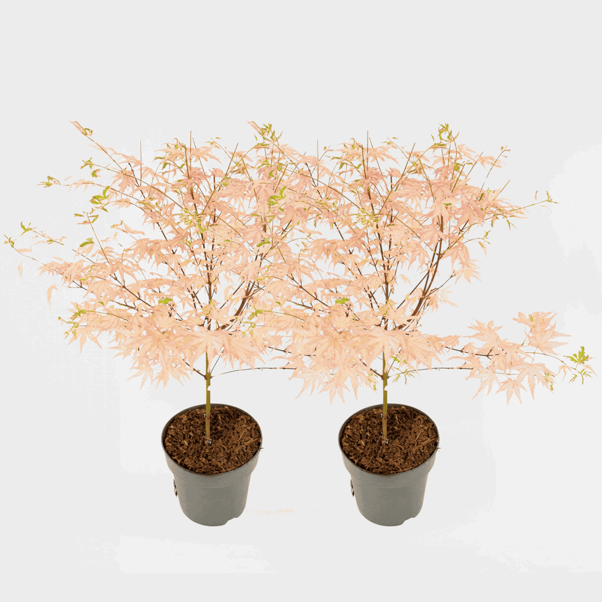 Florastore Japansk Lönn - Set Om 2 - Acer Palmatum 'Taylor' - Höjd 35-55Cm - ⌀15Cm