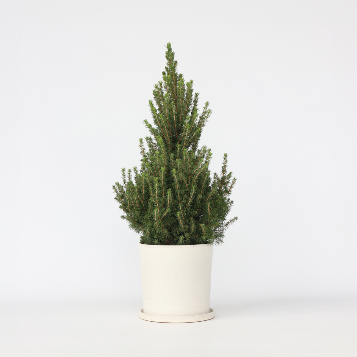 Florastore Liten Vitgran - Picea Glauca Conica 'December' - Höjd 75-85Cm - Ø21Cm