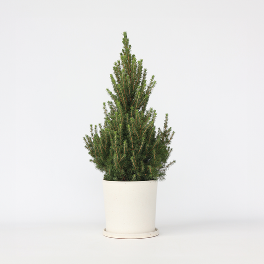 Florastore Liten Vitgran - Picea Glauca Conica 'December' - Höjd 75-85Cm - Ø21Cm