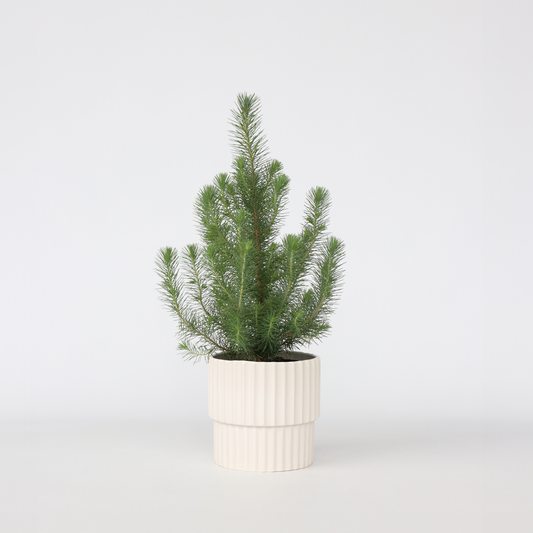 Florastore Parasolgran - Pinus Pinea 'Silver Crest' - Höjd 45-55Cm - ⌀17Cm