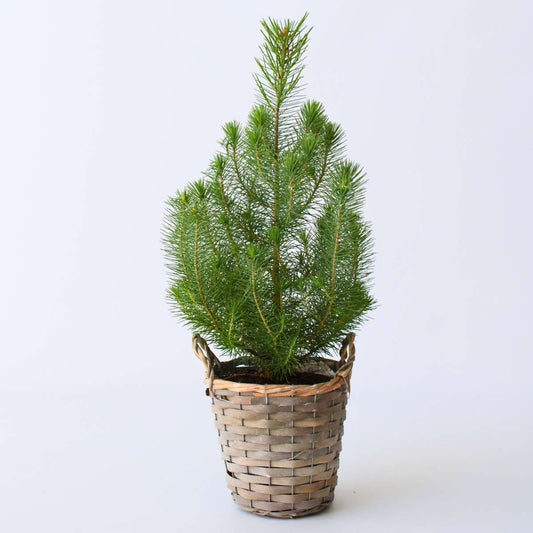 Florastore Parasolgran - Pinus Pinea 'Silver Crest' - Höjd 40-50Cm - ⌀15Cm