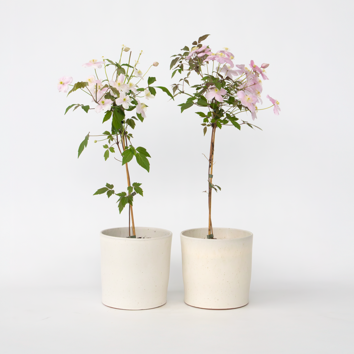 Florastore Klematis - Set Om 2 - Clematis Montana 'Fragrant Spring' - Höjd 60-70Cm - ⌀15Cm