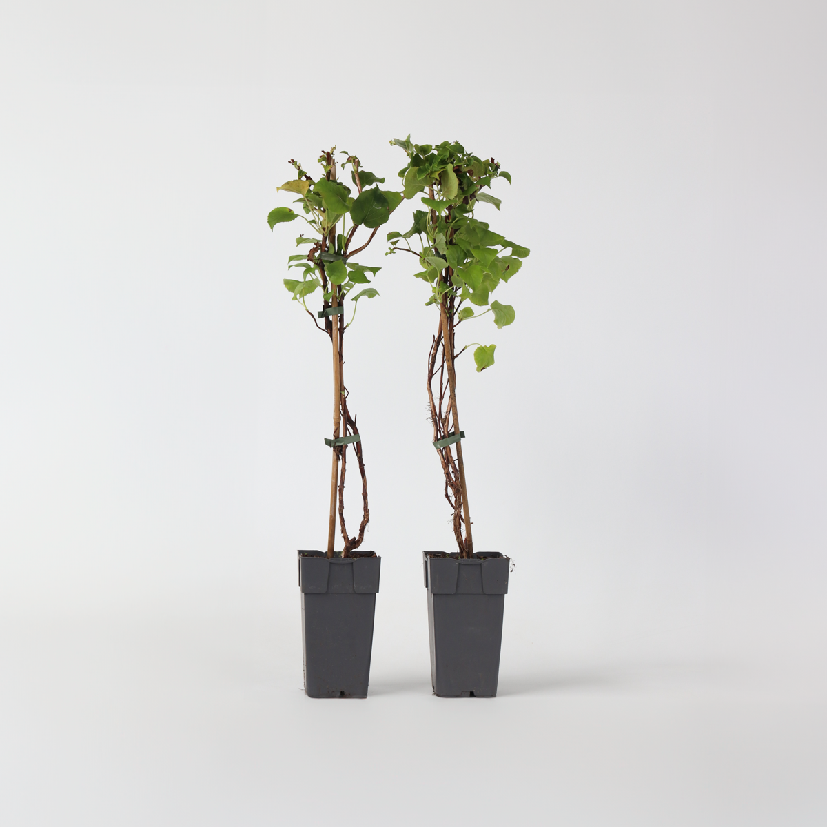 Florastore Hortensia - Set Om 2 - Hydrangea Anomale Petiolaris - Höjd 60-70Cm - ⌀15Cm