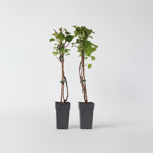Florastore Hortensia - Set Om 2 - Hydrangea Anomale Petiolaris - Höjd 60-70Cm - ⌀15Cm