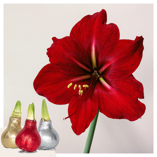 Amaryllis - Set Om 3 - Hippeastrum 'Glitter Mix' - Blomlökar - Röda Blommor