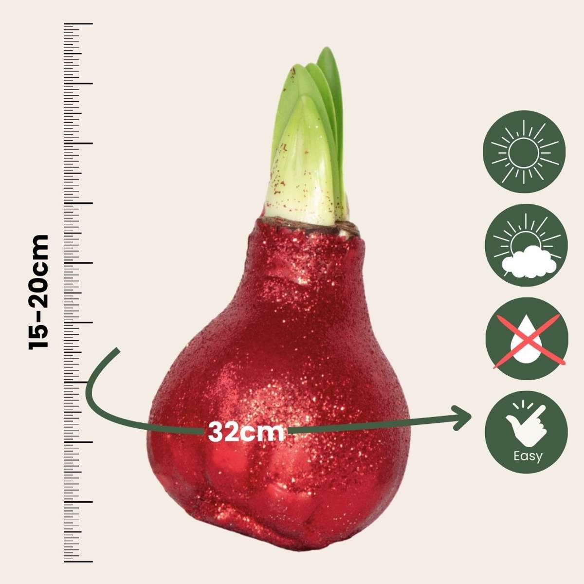 Amaryllis - Set Om 3 - Hippeastrum 'Glitter Mix' - Blomlökar - Röda Blommor