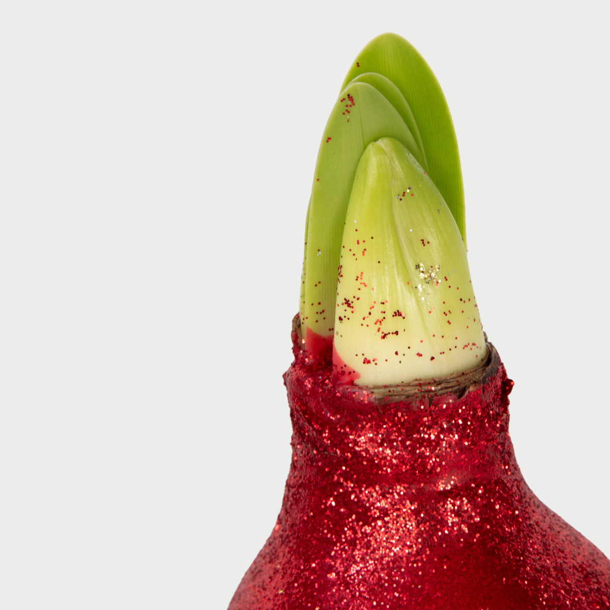 Amaryllis - Set Om 3 - Hippeastrum 'Glitter Mix' - Blomlökar - Röda Blommor